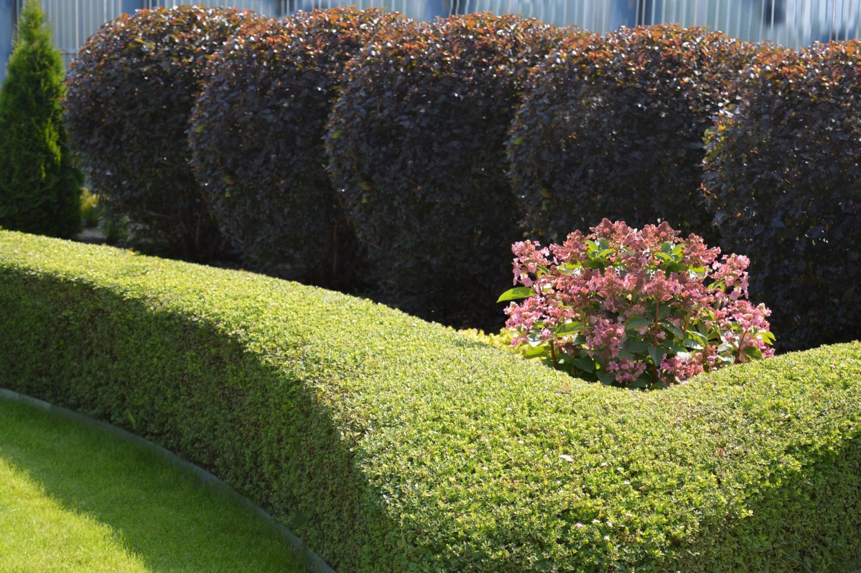 Спирея японская Живая изгородь