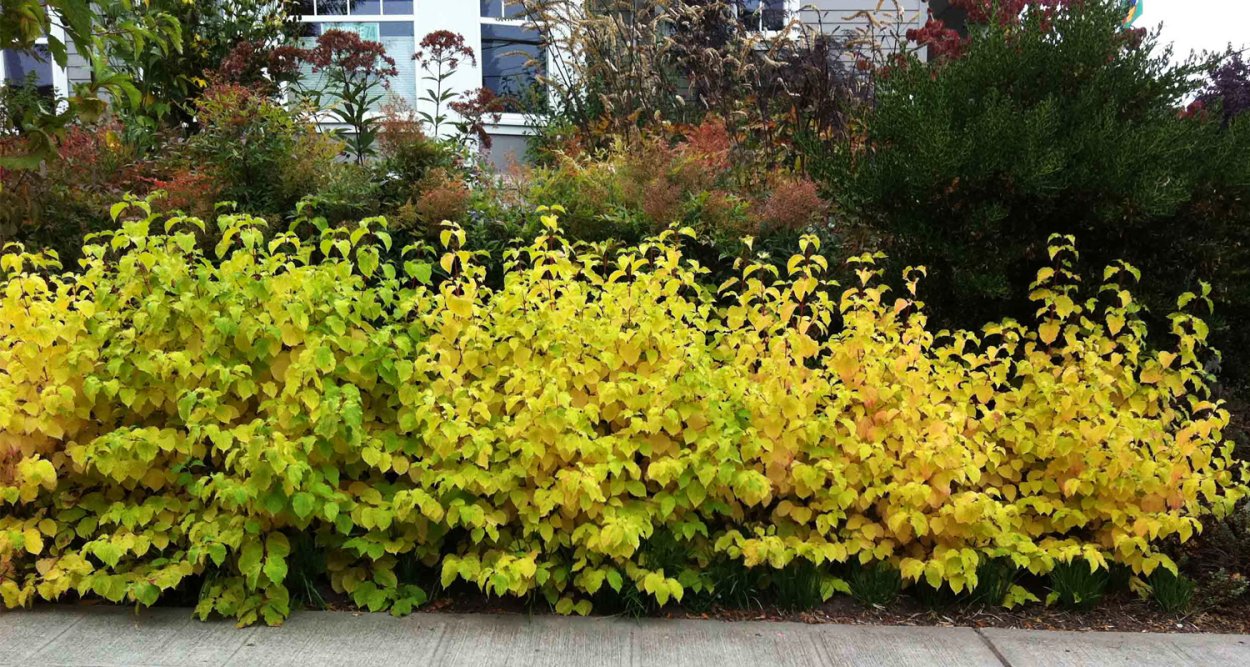 Пузыреплодник Эмбер Джубили Живая изгородь