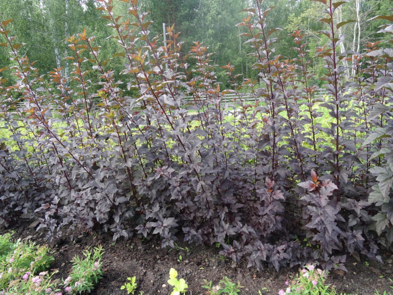 Дерен белый и пузыреплодник