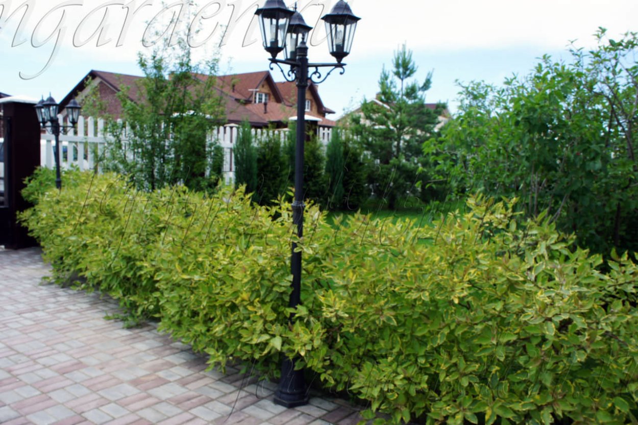 Дерен белый Живая изгородь