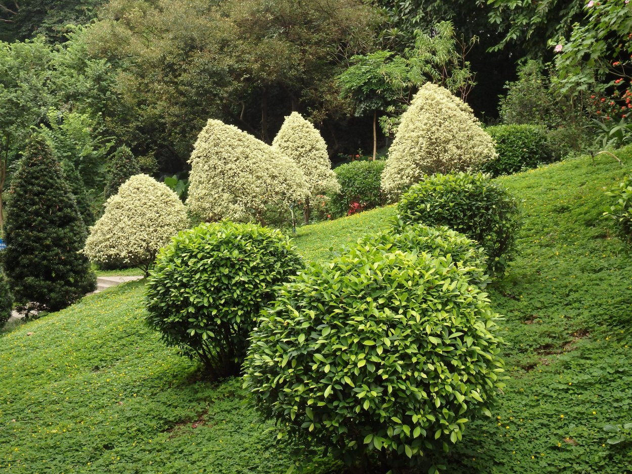 Пузыреплодник диабло Солитер