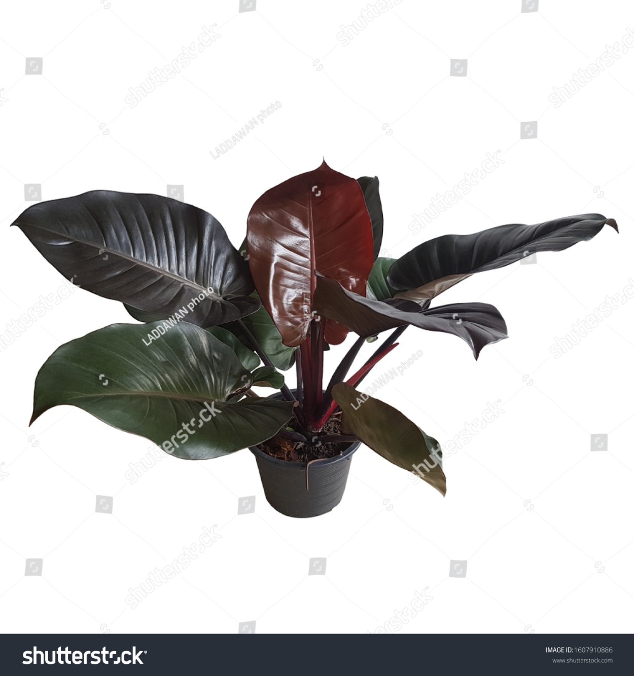 Филодендрон Блэк Кардинал черный