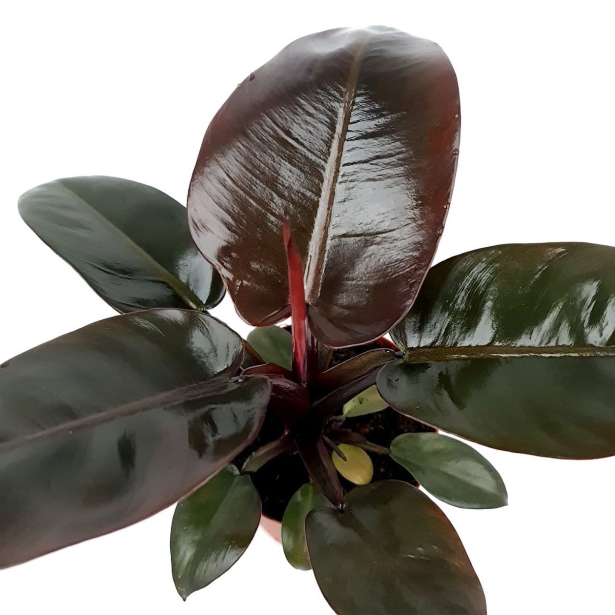 Филодендрон Блэк Лорд