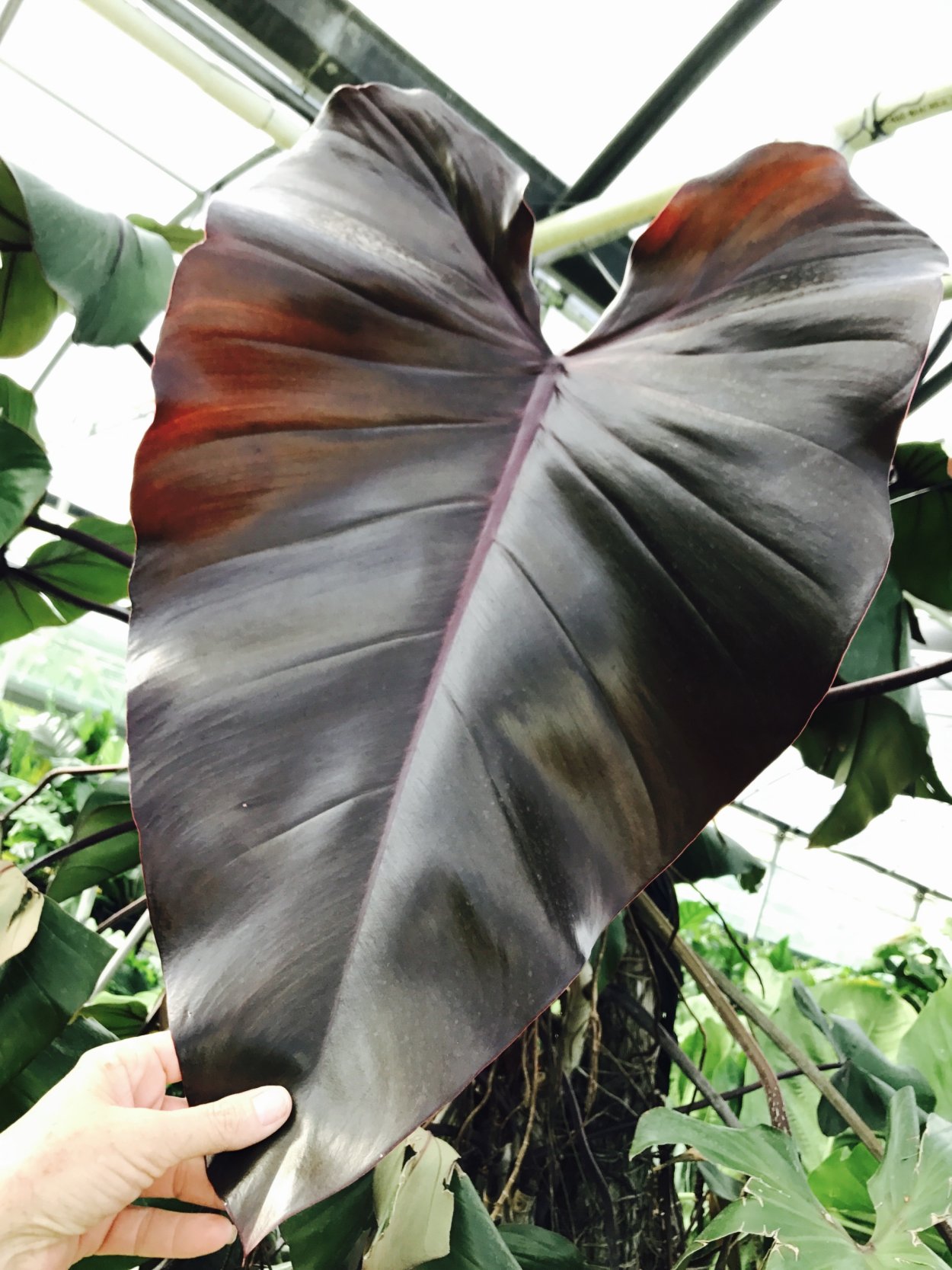 Филодендрон черный Кардинал