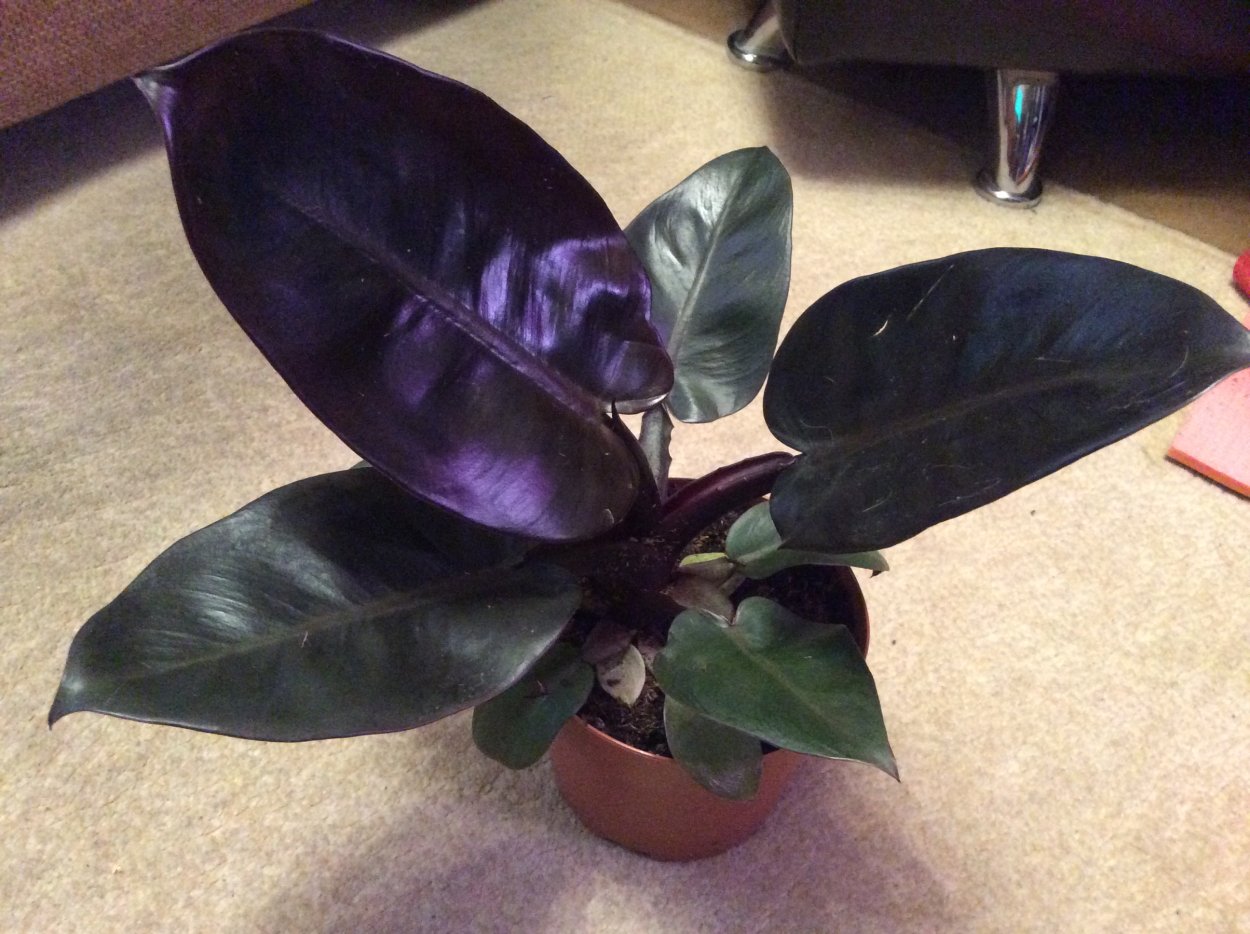 Филодендрон Кардинал