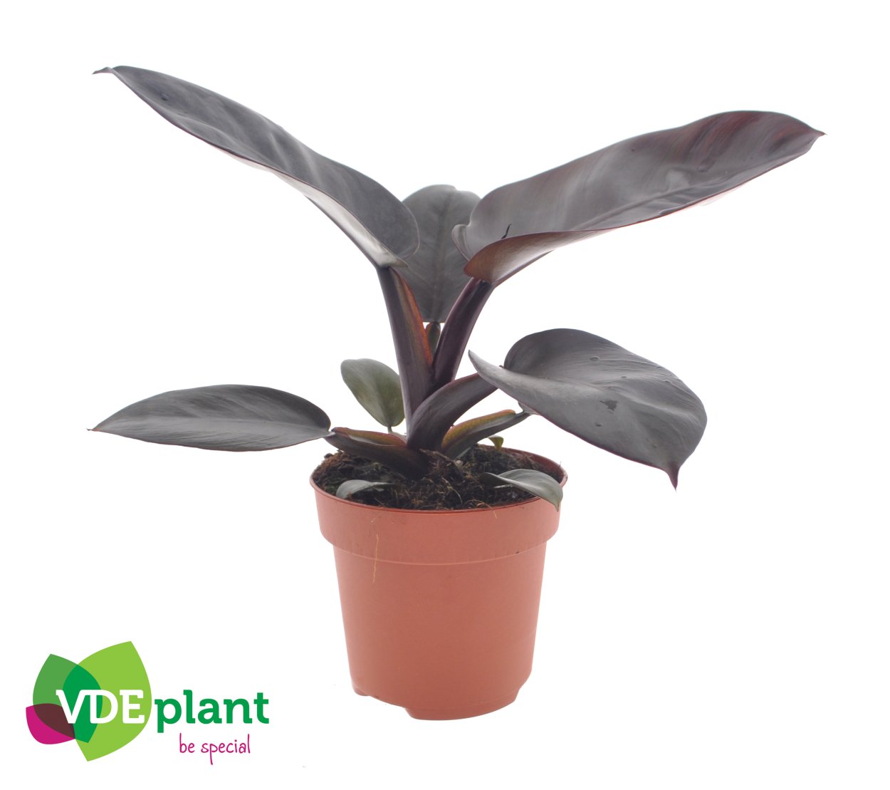 Филодендрон Кардинал