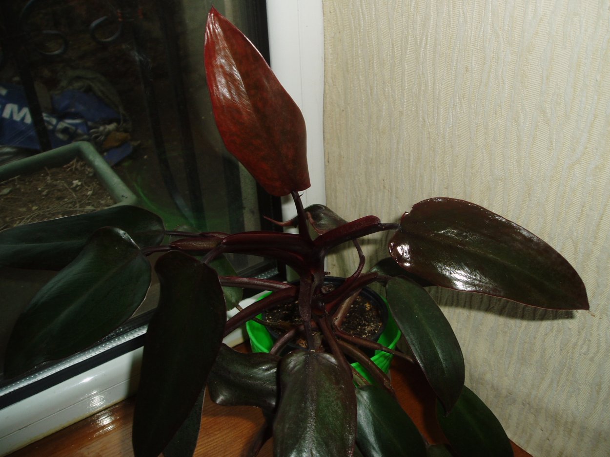 Филодендрон Rojo Congo