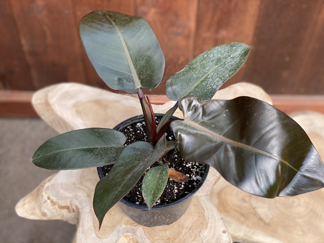 Филодендрон Black Cardinal