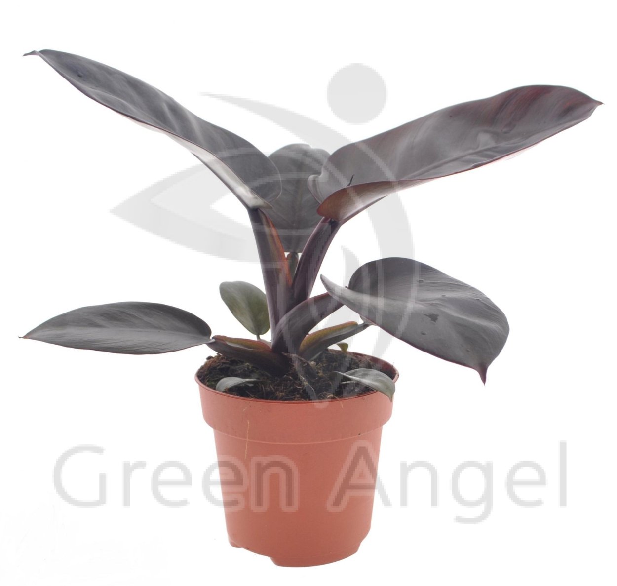 Филодендрон Блэк Кардинал вариегатный