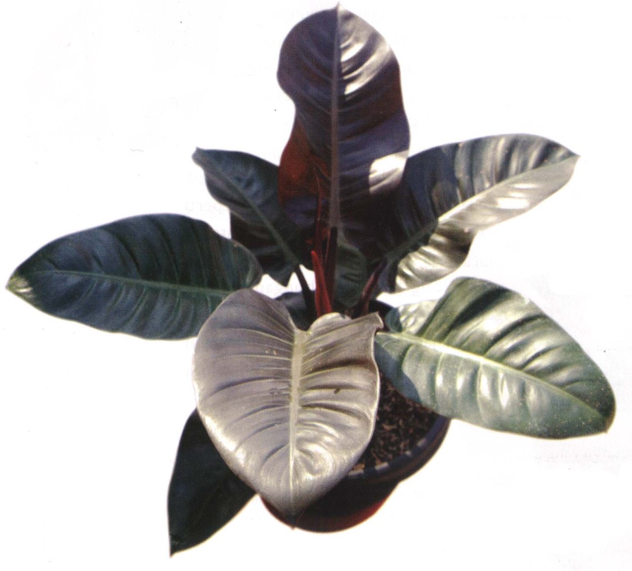 Филодендрон Блэк Кардинал Твист