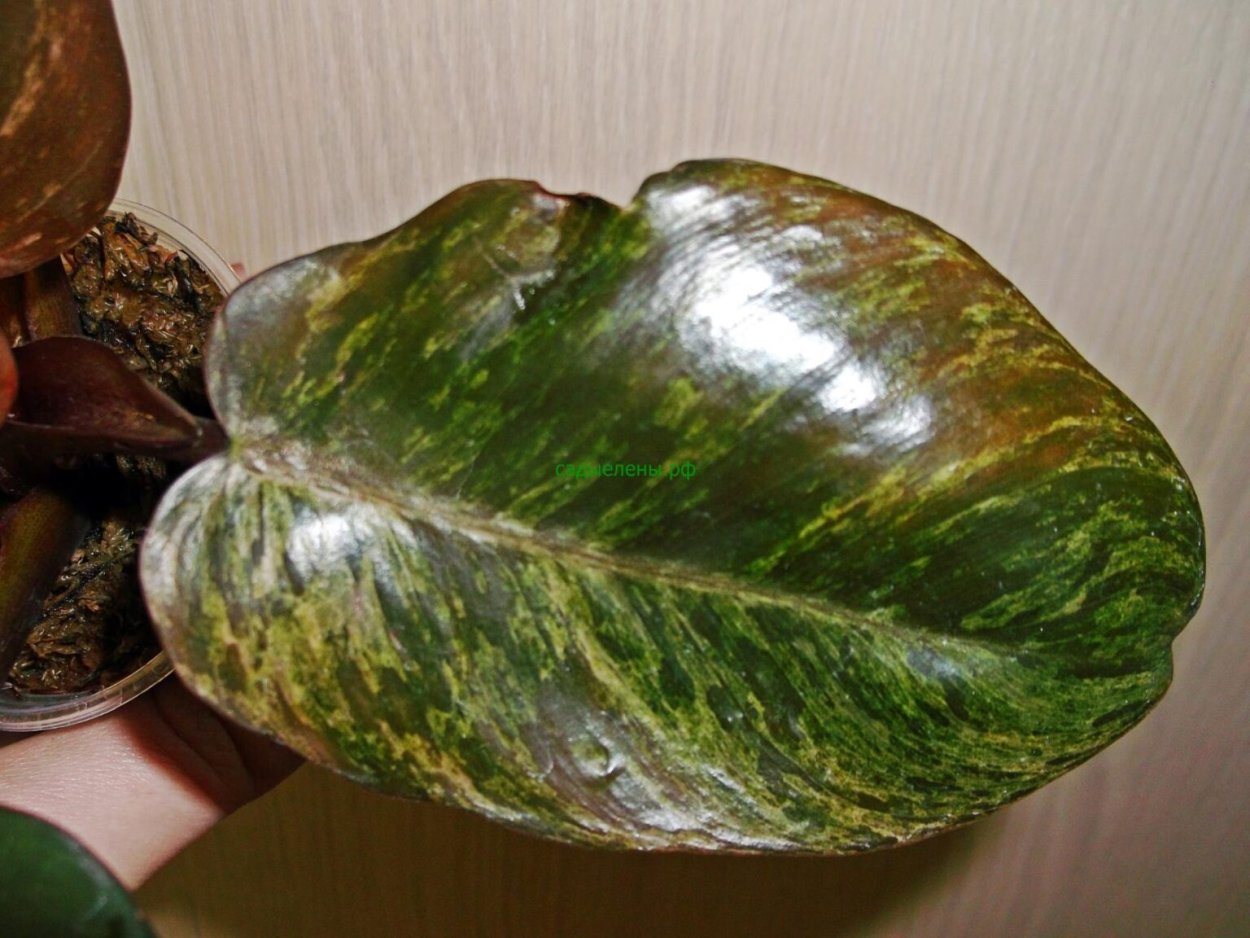 Филодендрон Блэк Кардинал