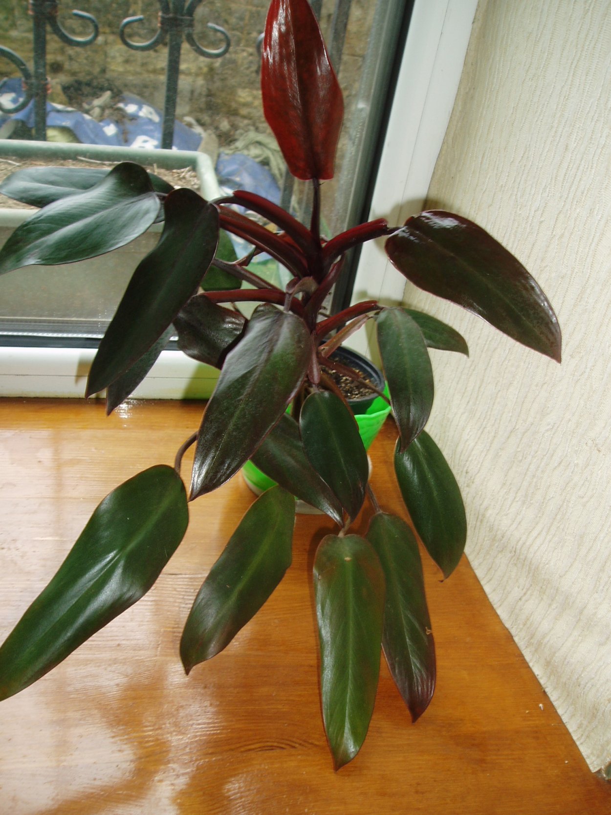 Philodendron Black Cardinal Mutation