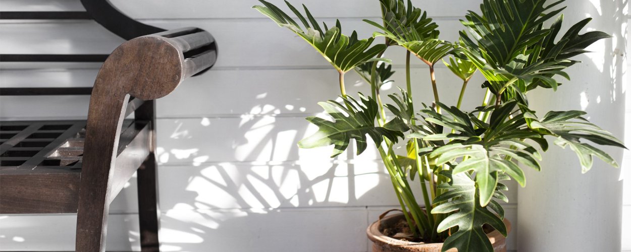 Филодендрон Блэк Кардинал вариегатный