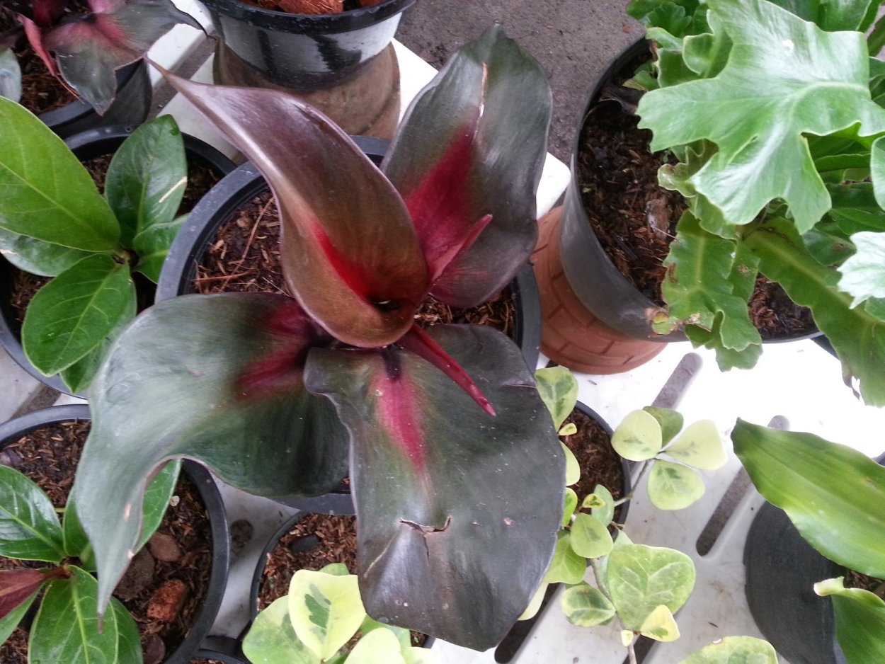 Филодендрон Royal Queen