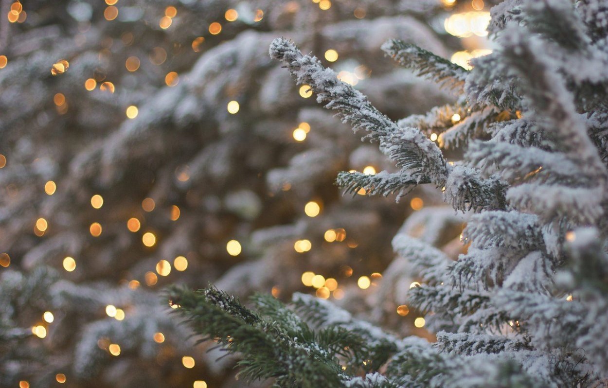 Зимняя елка