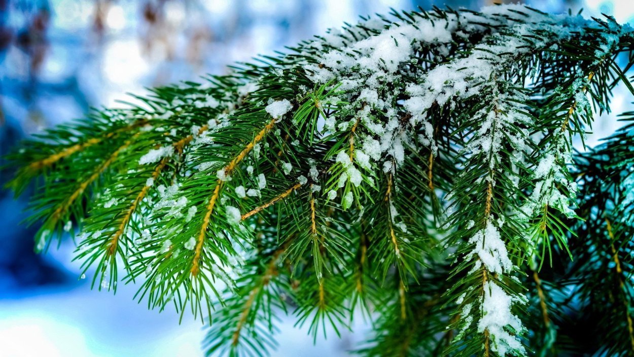 Елка в лесу