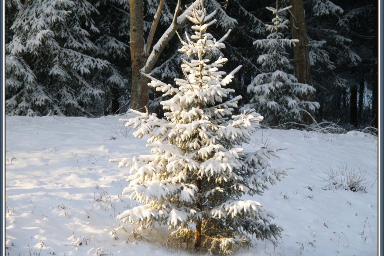 Еловые ветки в снегу