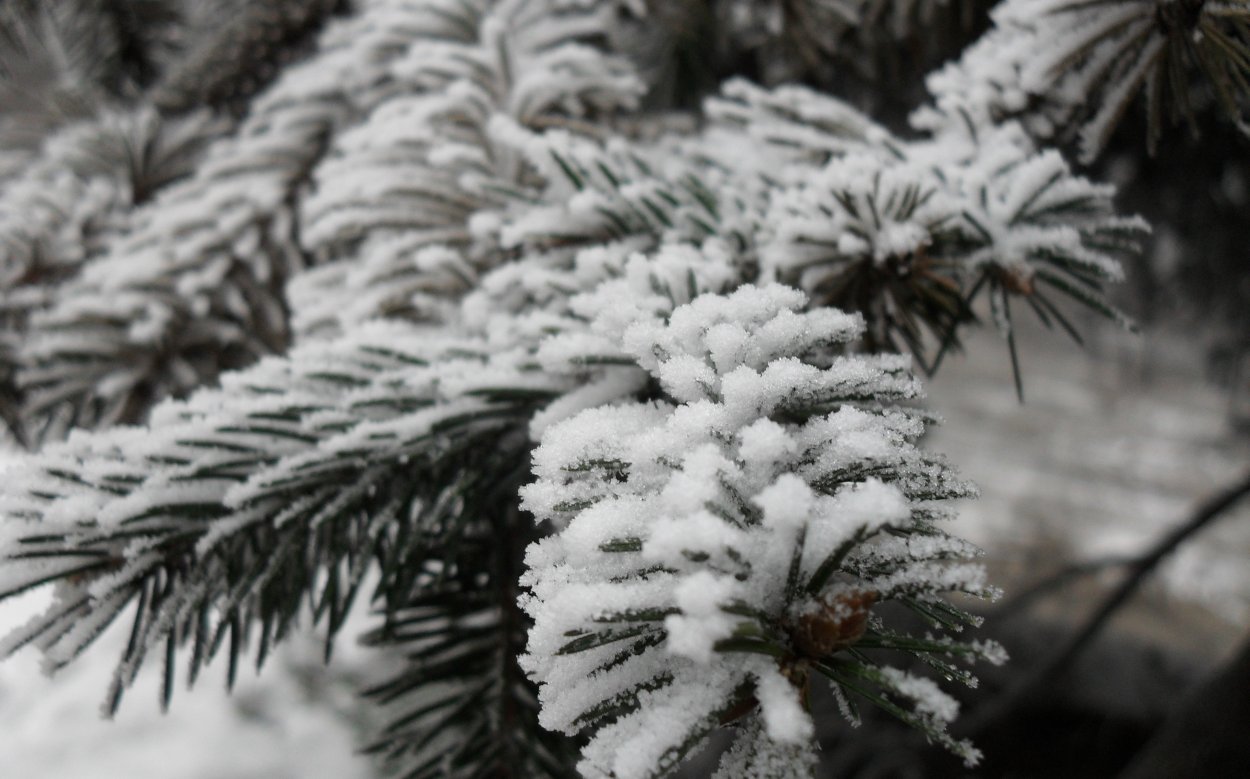 Ветка Еловая