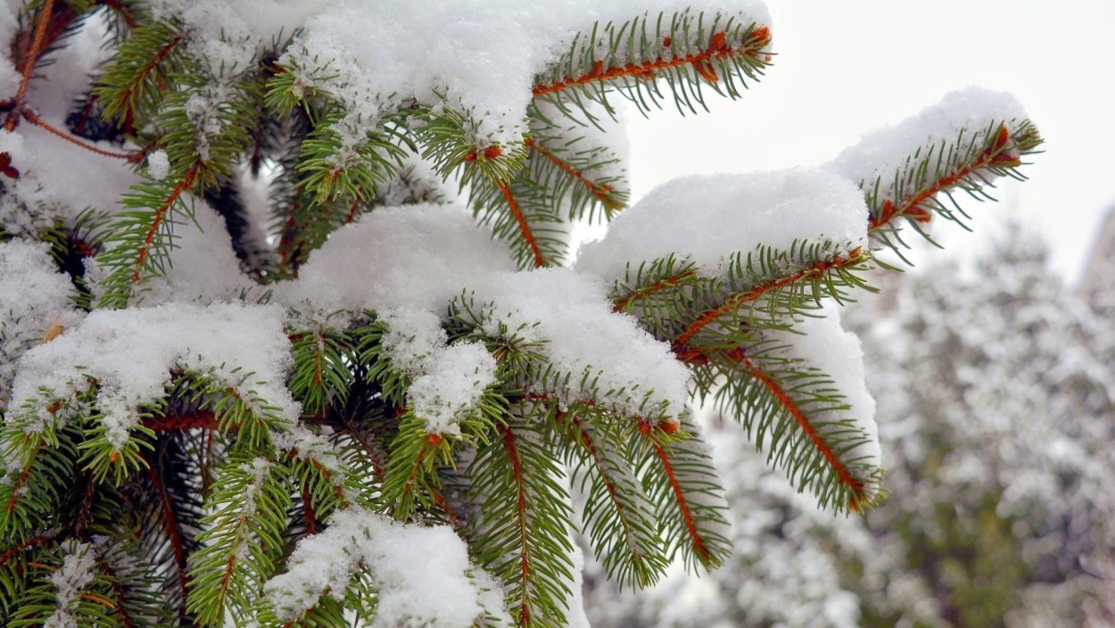 Снежные ветки