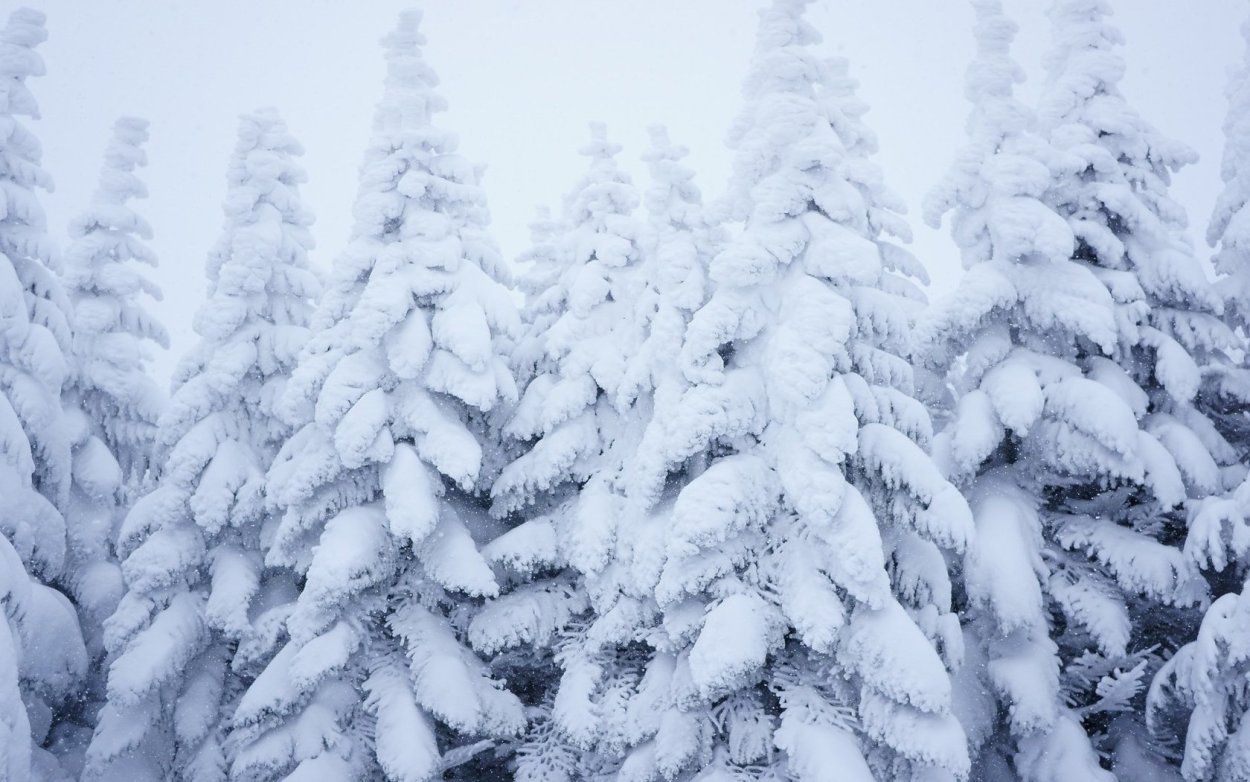 Зимняя ель с шишками