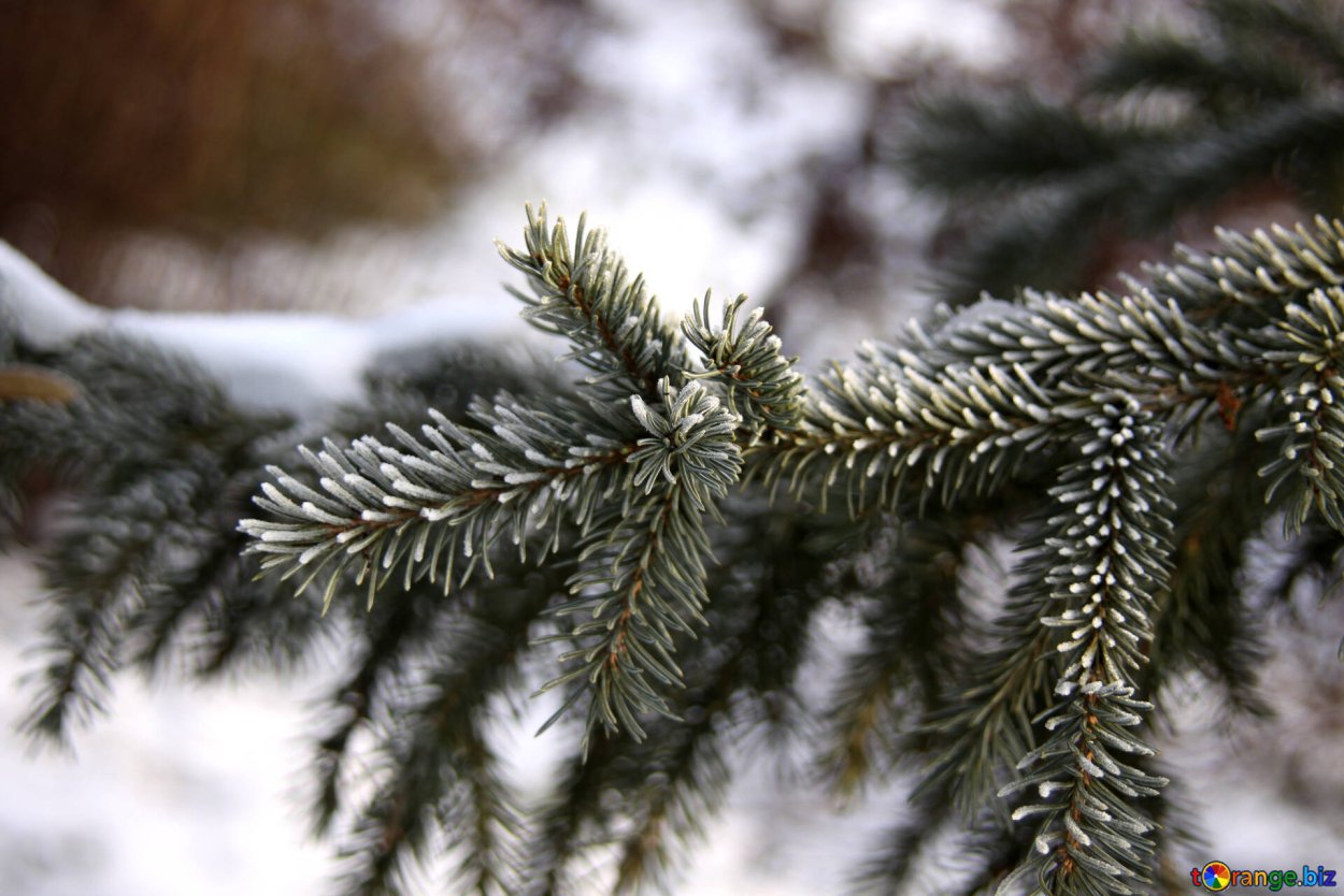 Еловый лес в снегу