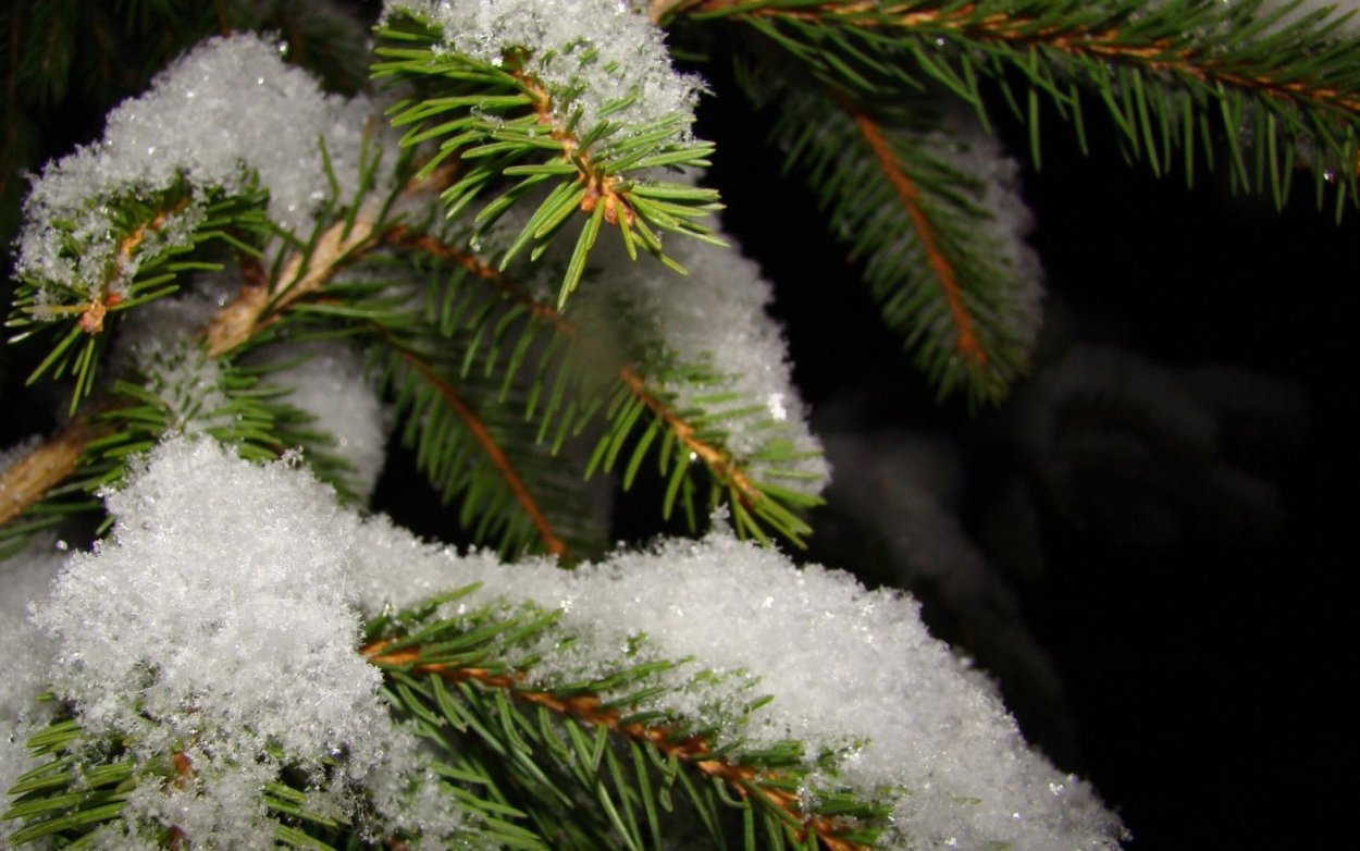 Елка в снегу