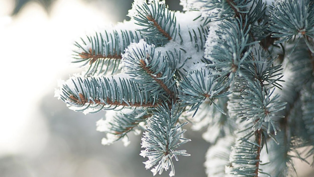 Еловые ветки в снегу