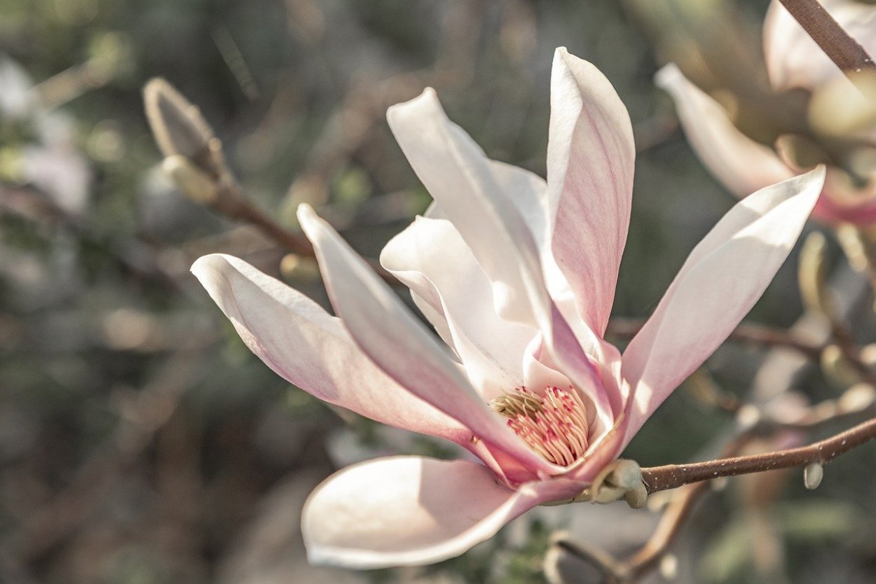 Магнолия Лилифлора цветок