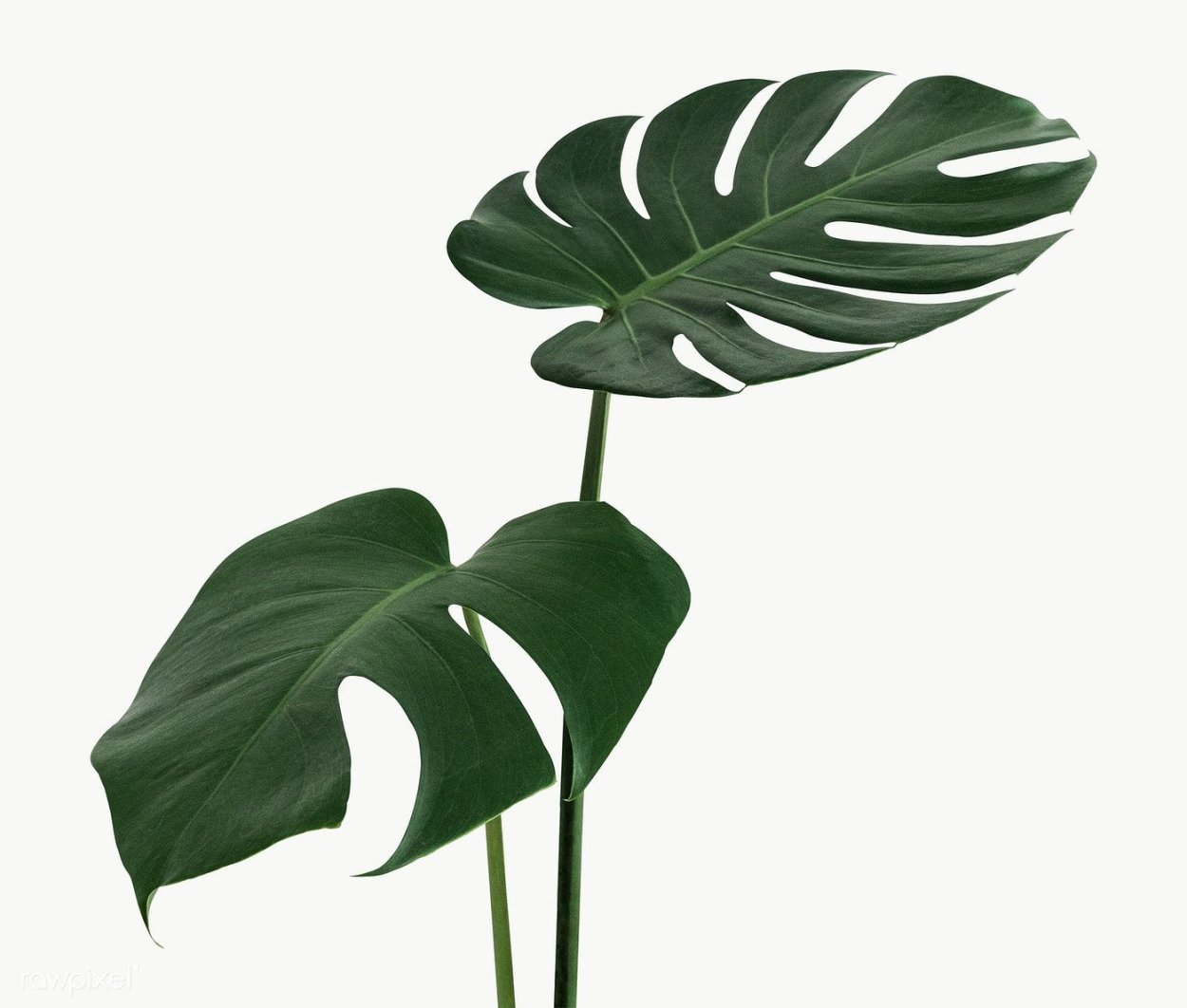 Monstera Leaf aesthetic