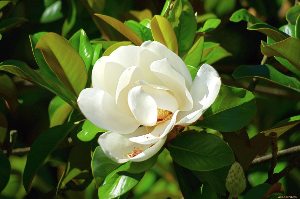Магнолия белая цветок