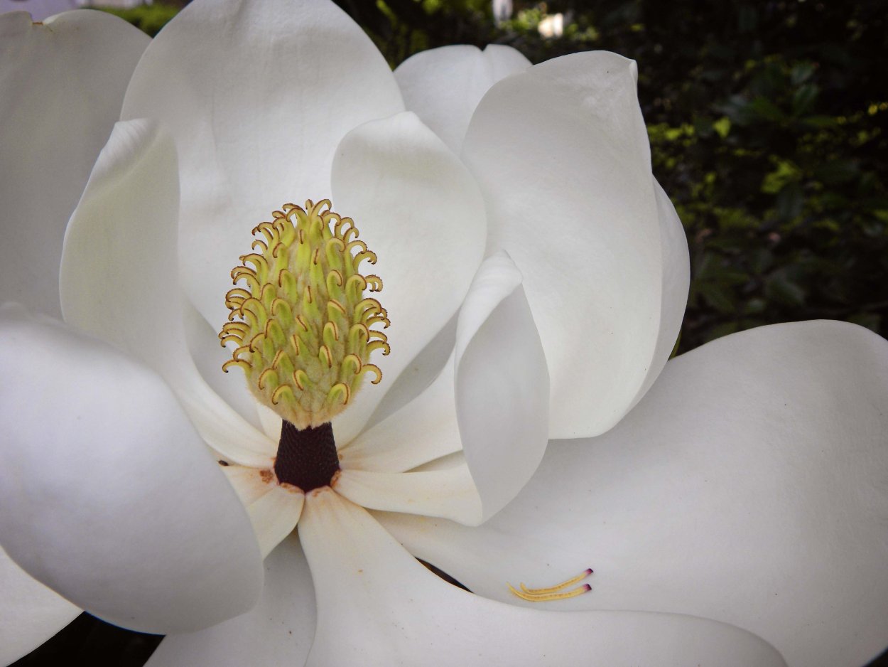 Магнолия соцветие