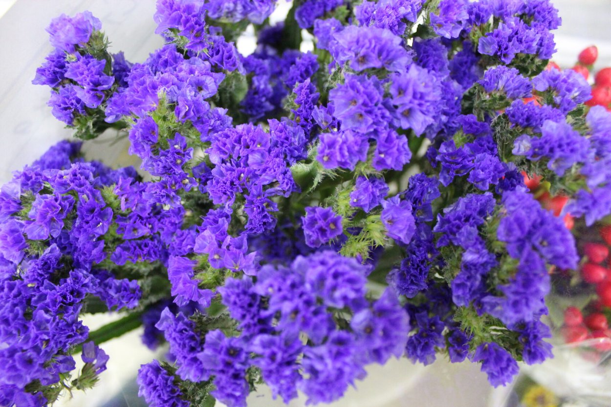 Статице (кермек)