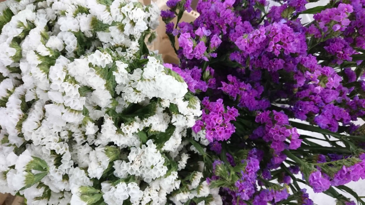 Сухоцветы кермек лимониум