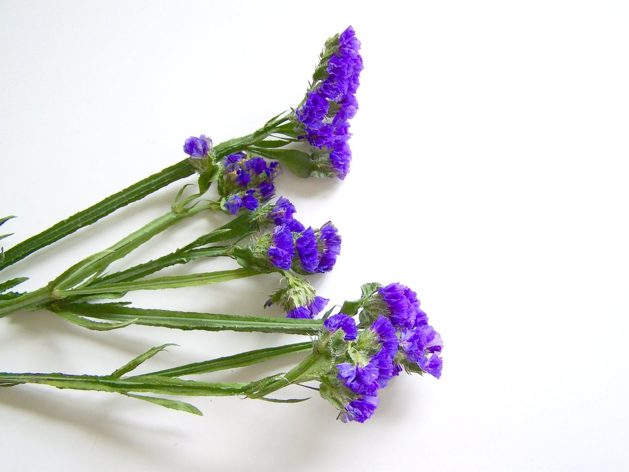 Limonium sinuatum