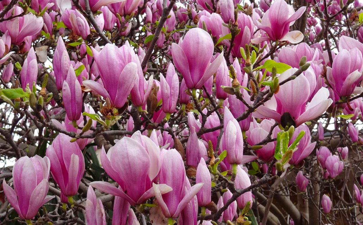 Магнолия Суланжа Александрина