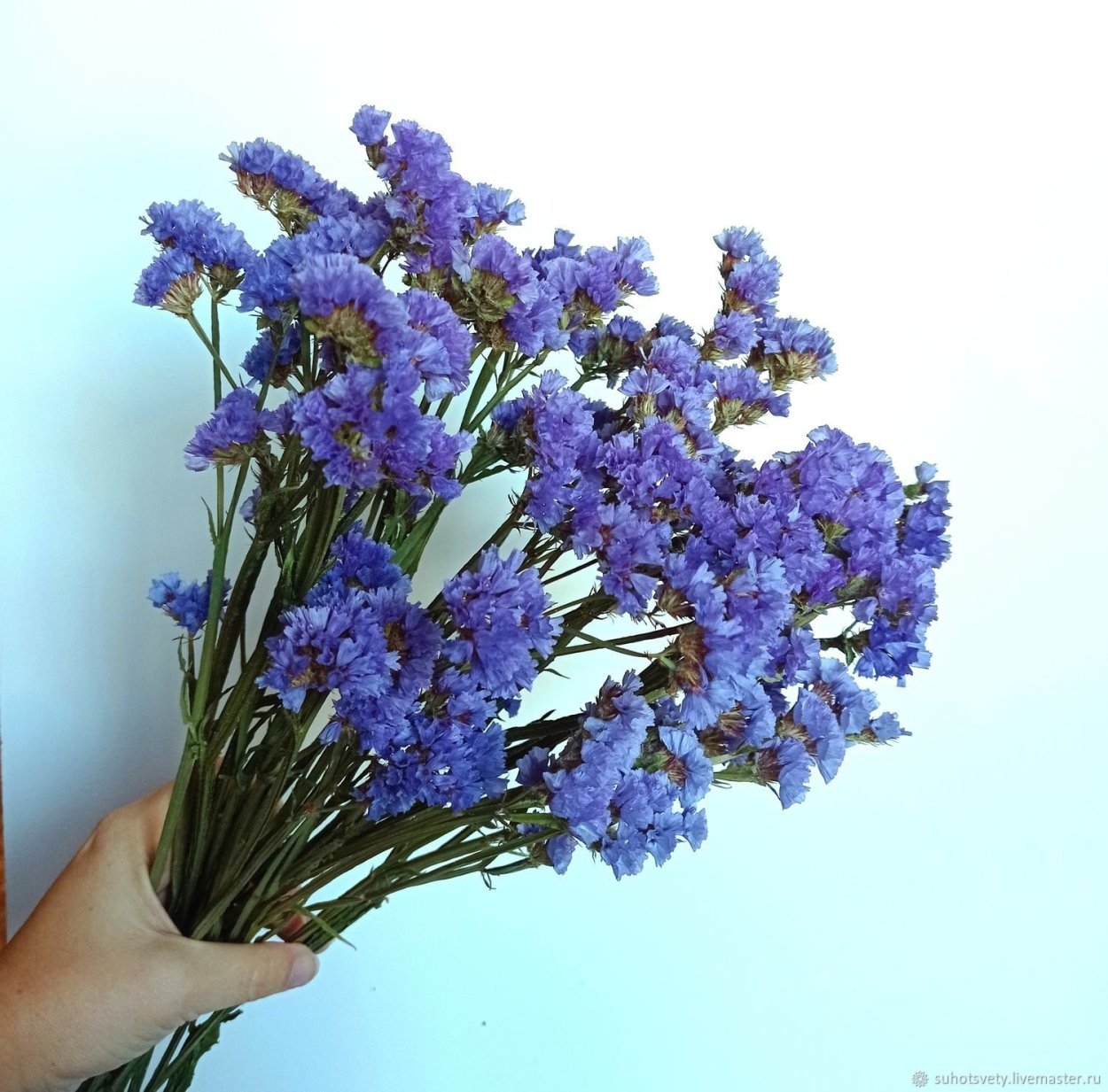 Цветы статице кермек