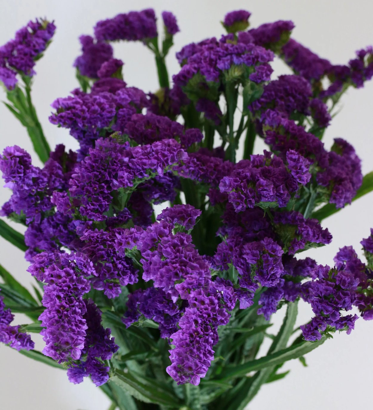 Сухоцветы кермек лимониум