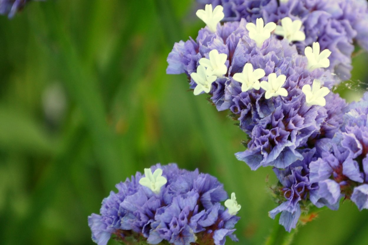 Цветок кермек лимониум