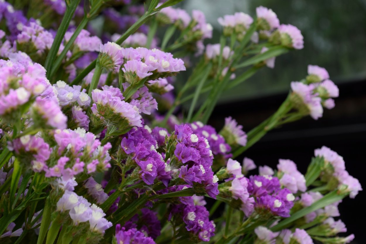 Цветы для засушивания