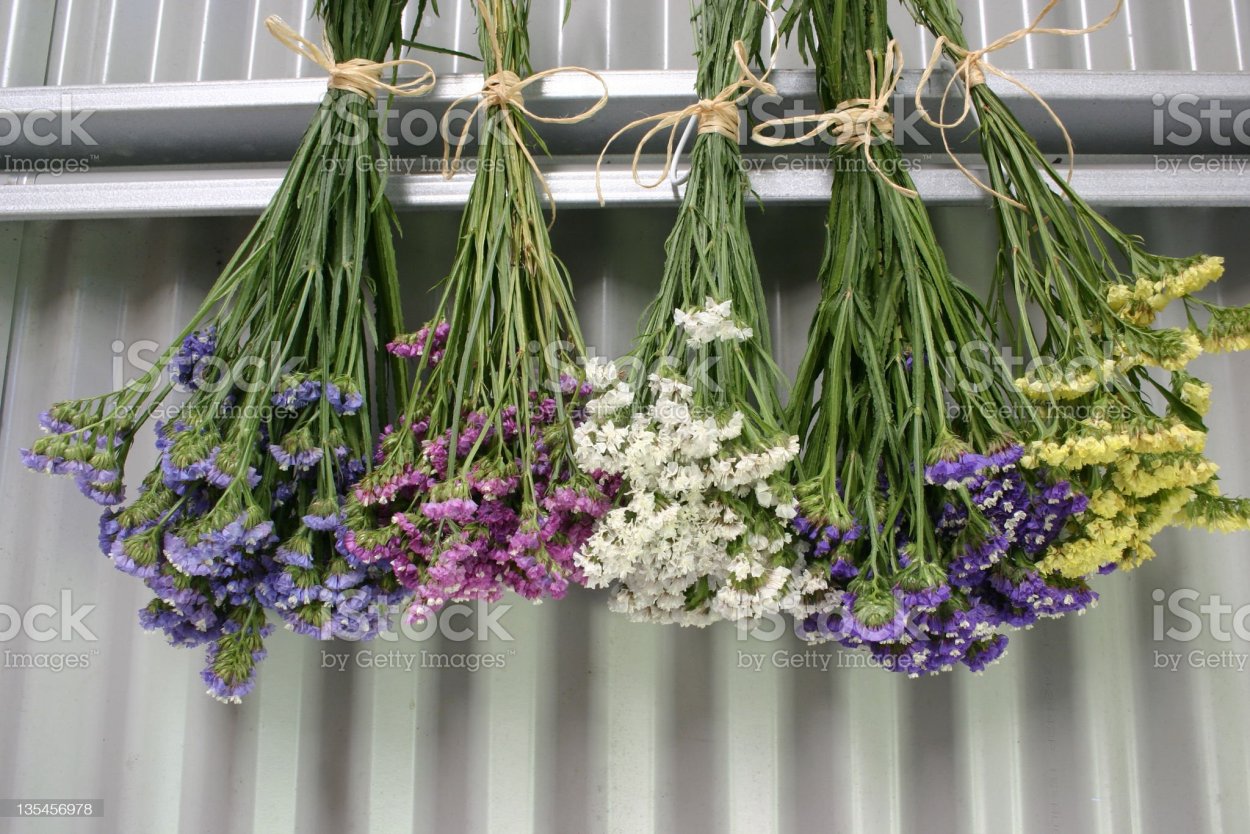 Астра сухоцвет