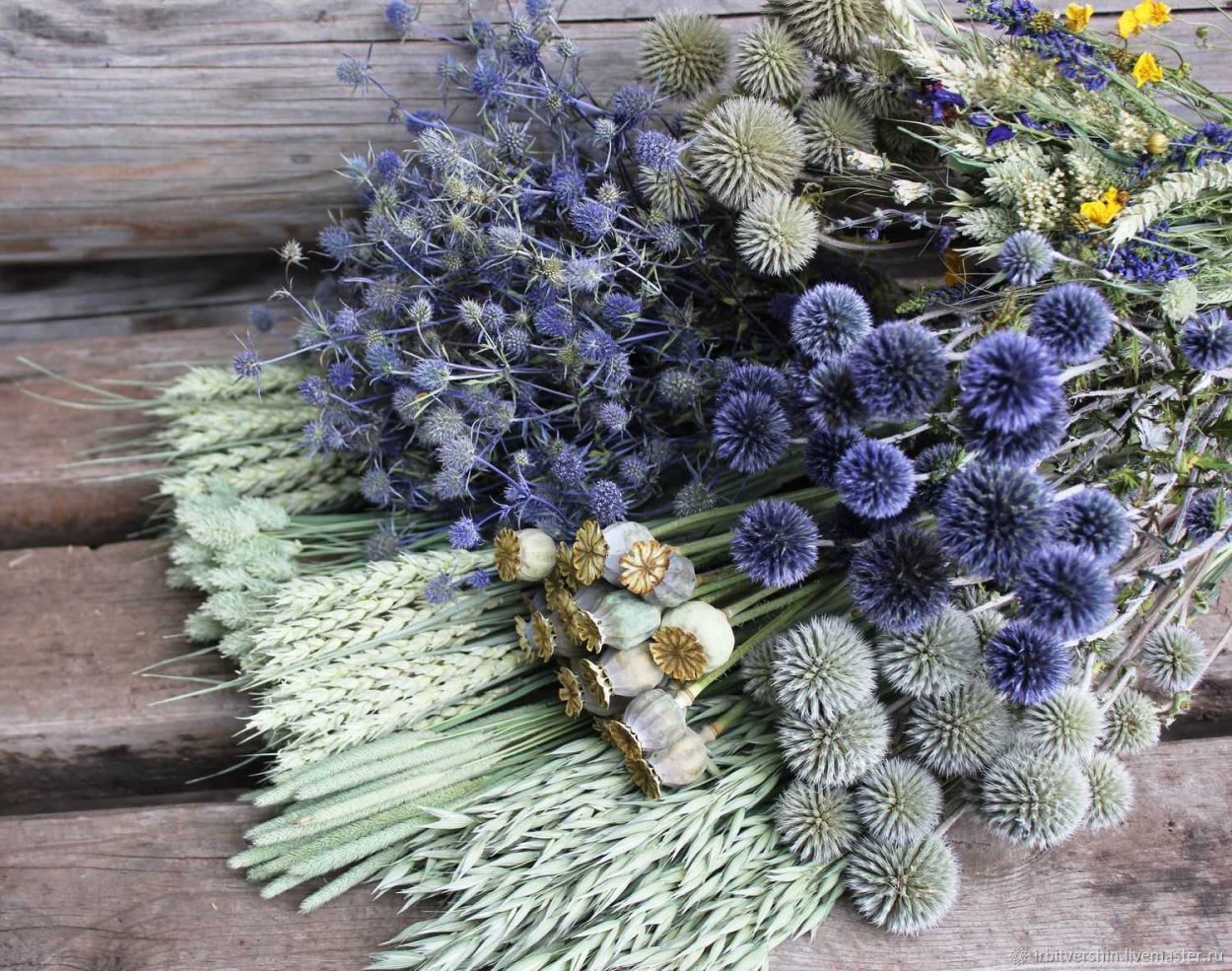 Статица фиолетовая