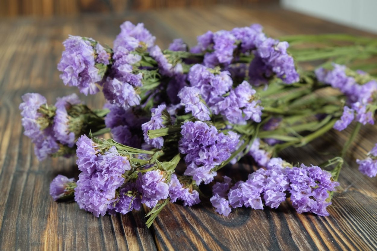 Цветы статице кермек