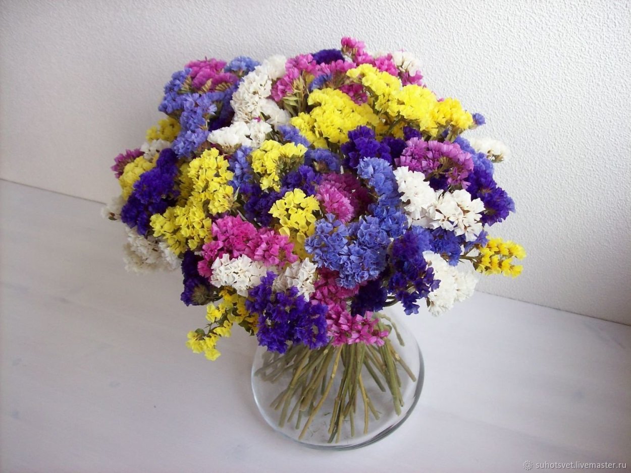 Кермек выемчатый