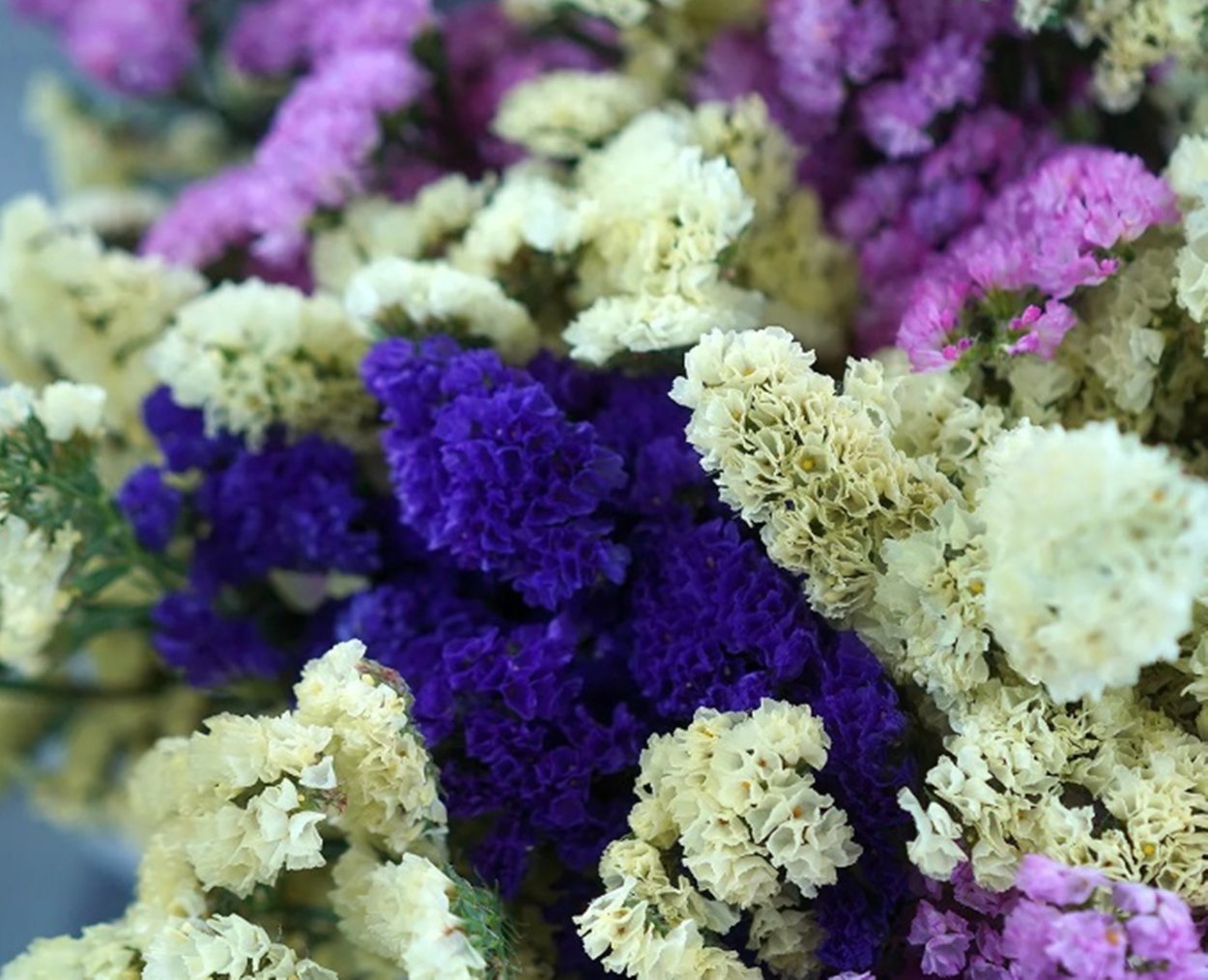 Цветы статице кермек