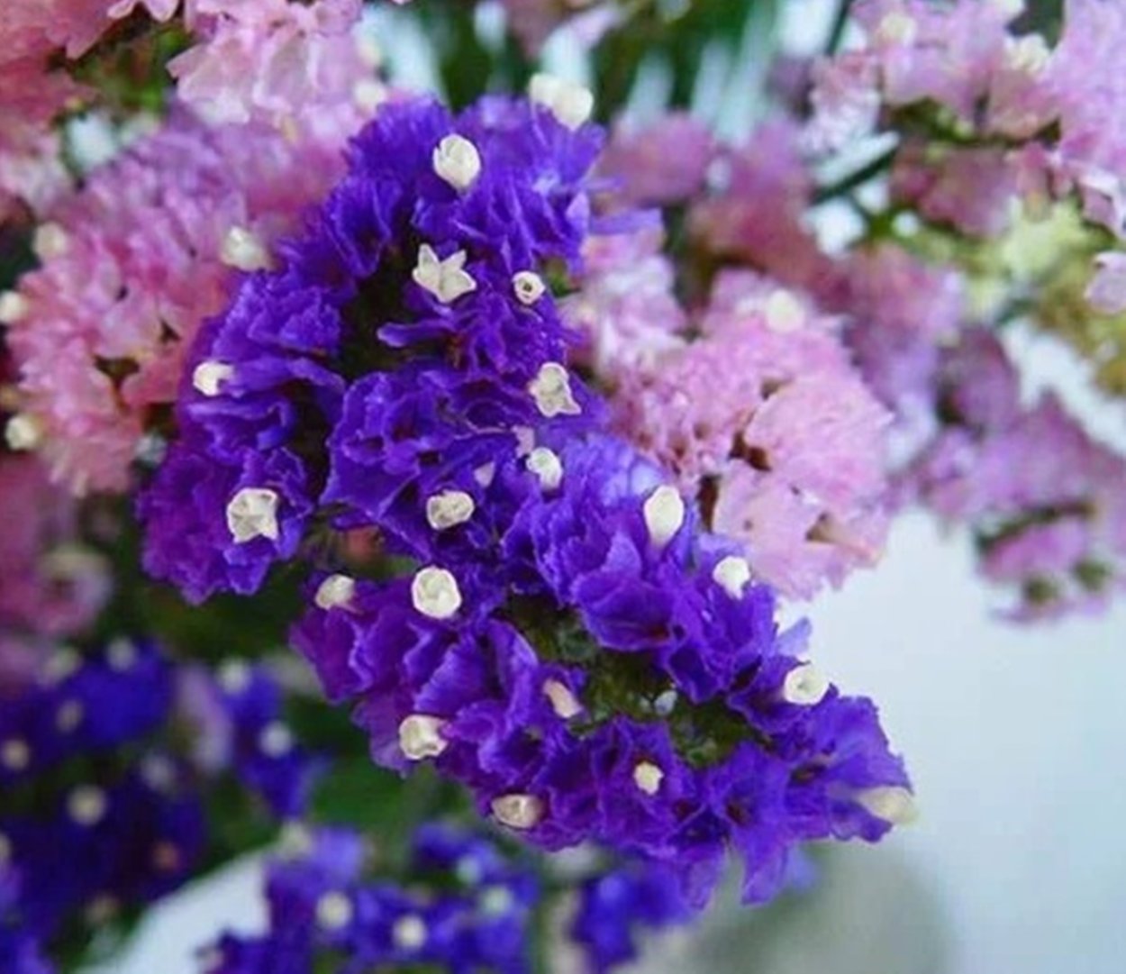 Статица сухоцвет