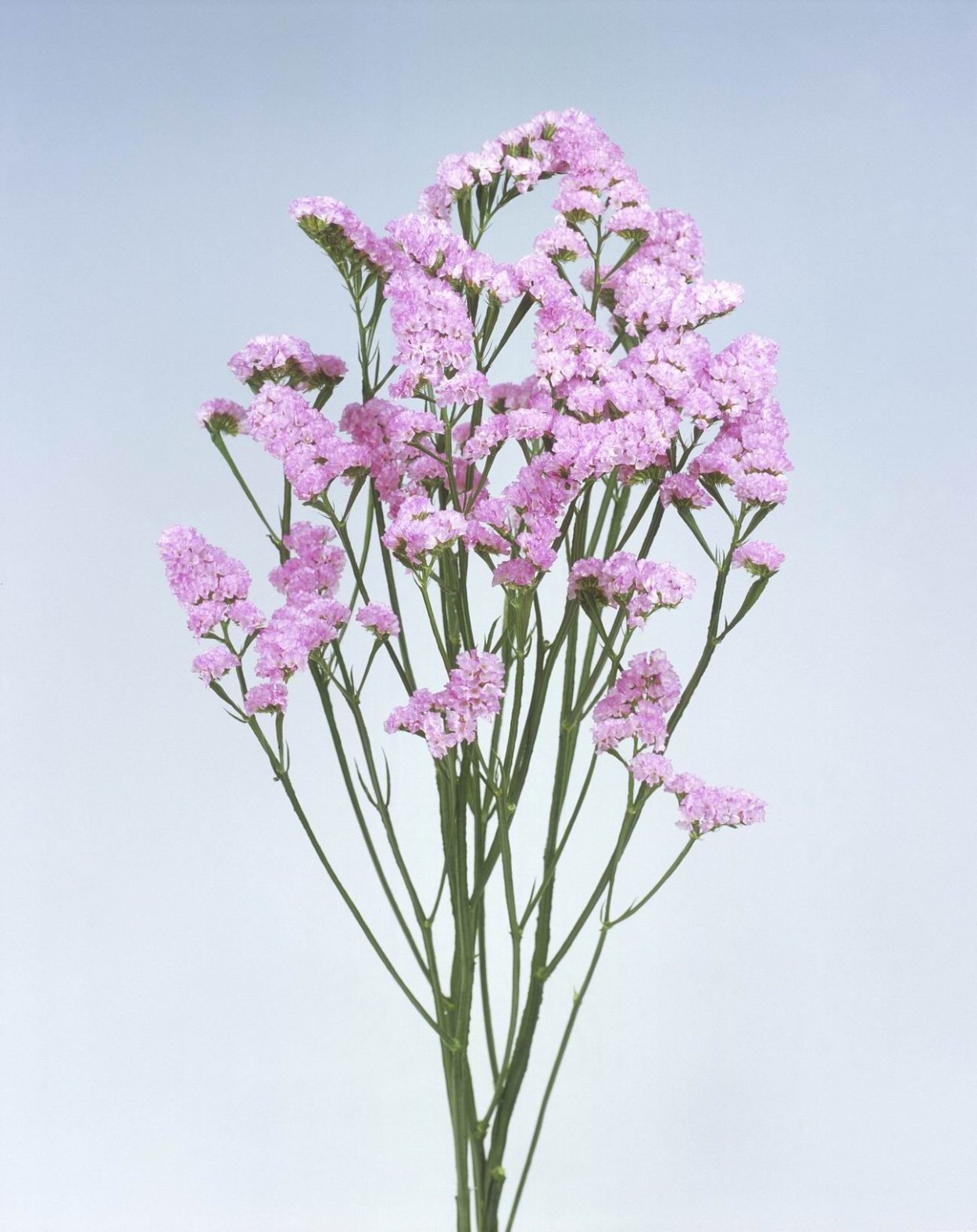 Статица и гелихризум