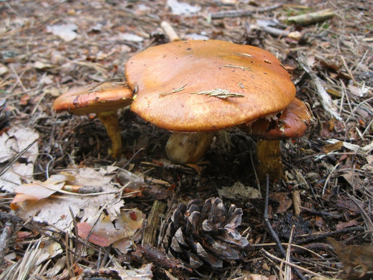 Гриб Боровой масленок