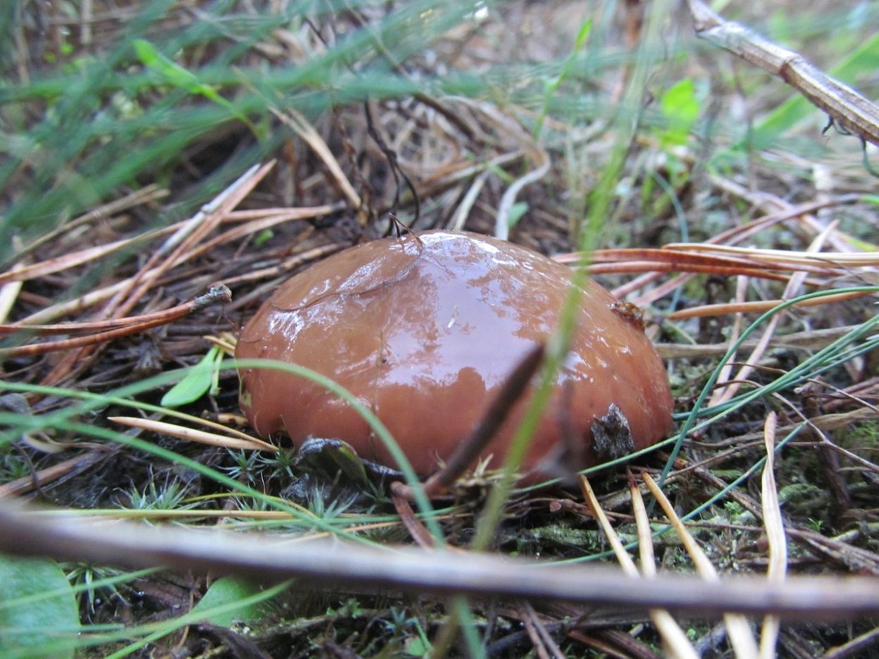 Маслята в Карелии