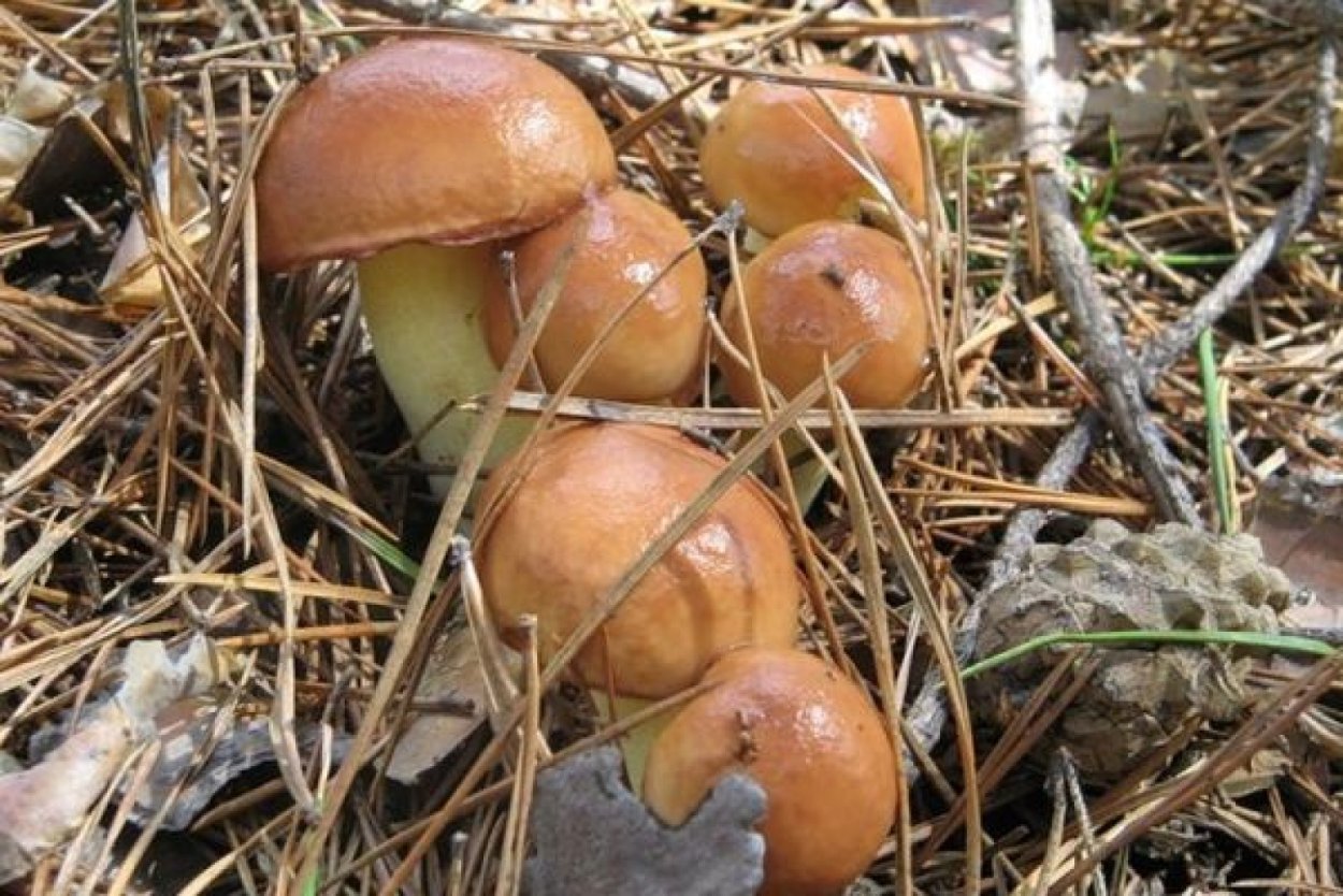 Сезон грибов маслята