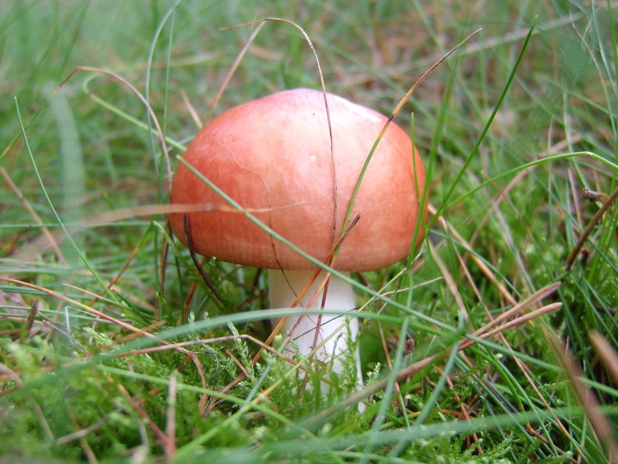 Боровик маслёнок сыроежка